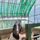 대관령 아기동물농장 이미지