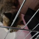 하트만동물병원 이미지