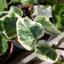 아이비피아 이미지