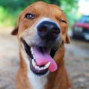 행복한 강아지 이미지