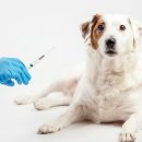 365 마음동물병원 이미지