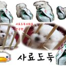 개키우는 언니 이미지