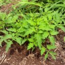 혁이네 농장 이미지