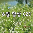 요달의찜닭양주점 | 2023. 06 - 2 일상 ft. 롯데팬 아빠 vs SSG팬 딸