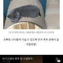 강남고양이분양 러브앤캣 이미지