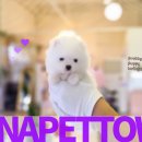 파주켄넬 이미지