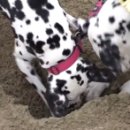 아리위드 이미지