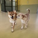 털로덮인친구들 서울상도점 이미지