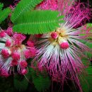 자귀나무 Albizia julibrissin Durazz 124499 김기무 이미지