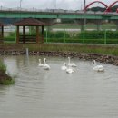 백조농장(1) 이미지