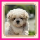 퍼피댕 안심분양소 강아지분양 애견입양 천안아산점 이미지