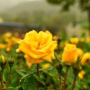 2025년 9월 21일 교회소식 이미지