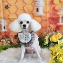 꿈꾸는강아지 이미지