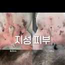 지성동물병원 이미지