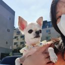 봄가을 애견미용 이미지