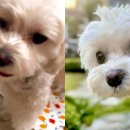 댕댕이# 이미지