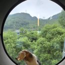 탐스럽개 이미지