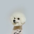 쿨 애견미용 이미지