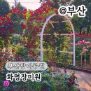 대화 | 부산 북구 산책 화명장미원 주차 포토존 실시간