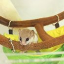 라이덴샤펜 네이버블로그
