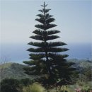 별과 소나무 이미지