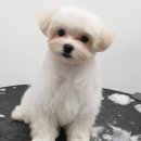 살롱드뚜뚜 이미지