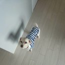 멍토피아 | [평택 애견 카페] 멍토피아 애견카페다녀왔어요