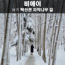11월 비에이 탁신관 갤러리의 자작나무 길 방문 후기 (렌트or1일버스투어 추천)