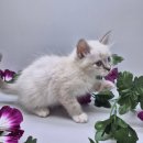 오즈캣 DMC점 이미지