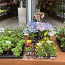 해리스플라워마켓연남점 | 🌷연남동 꽃시장 감성 가득, 해리스플라워마켓 연남점 방문 🌼