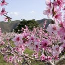 향-고향의 봄 이미지