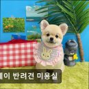 뉴데이 반려견 미용실 이미지