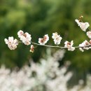 산너머남촌에는 이미지