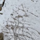 1월17일 이슬2반 뻐꾹산 겨울숲놀이 ❄️ 이미지