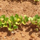 새싹2호농장 이미지