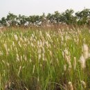 신비한 약초세상 이미지