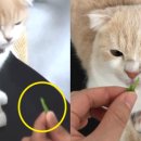 보듬어 줄개 네이버블로그
