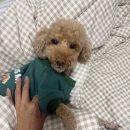 뽀짝뽀짝 애견 미용실 | [역삼] 강남 강아지미용 푸들 스타일 종류 다양한 엘리애견미용실 후기