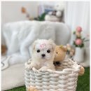 유앤미펫 강아지분양 고양이분양 일산점 이미지