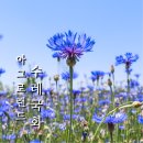 현대아그로 | 예산 아그로랜드 5월 수레국화 당진 태신목장 6월
