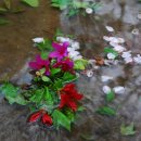 들꽃사랑 이미지