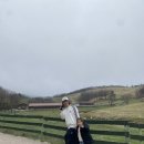 유하목장 | 평창 가볼만한곳 대관령양떼목장 입장료 먹이주기체험 꿀팁