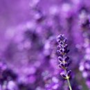 떡앙금플라워 이미지