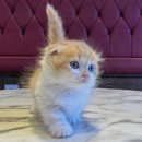 도그마루 강아지 고양이 부산점 이미지