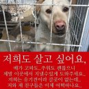 대구에 위치한 한나네 보호소 철거위기야 250마리의 유기견과 유기묘가 갈곳을 잃을지도몰라ㅠ.ㅠ 청원 도와주라!! 이미지