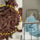 수도한우 이미지