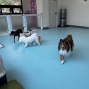 웃는강아지 | 반포애견호텔 우리 강아지가 웃는 곳, 퍼피스드림 후기