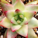 별따오기 이미지