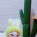 뜰안에냥 이미지