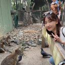 마운틴미트 | 신혼여행 5일차(2) : 페더데일 동물원, 쿼카 캥거루 코알라와 사진찍기, 블루마운틴 투어 후기 준비물